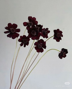 30长 巧克力秋英一扎 20支 需要拍邮费