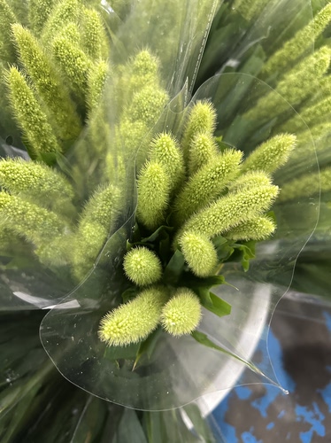 忘忧谷一扎 需要拍邮费
