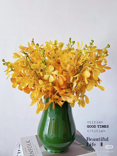 泰国千代兰8-10支 橙 【不包邮需要拍邮费