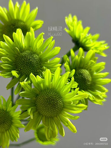 绿精灵小菊10只 【不包邮需要拍邮费