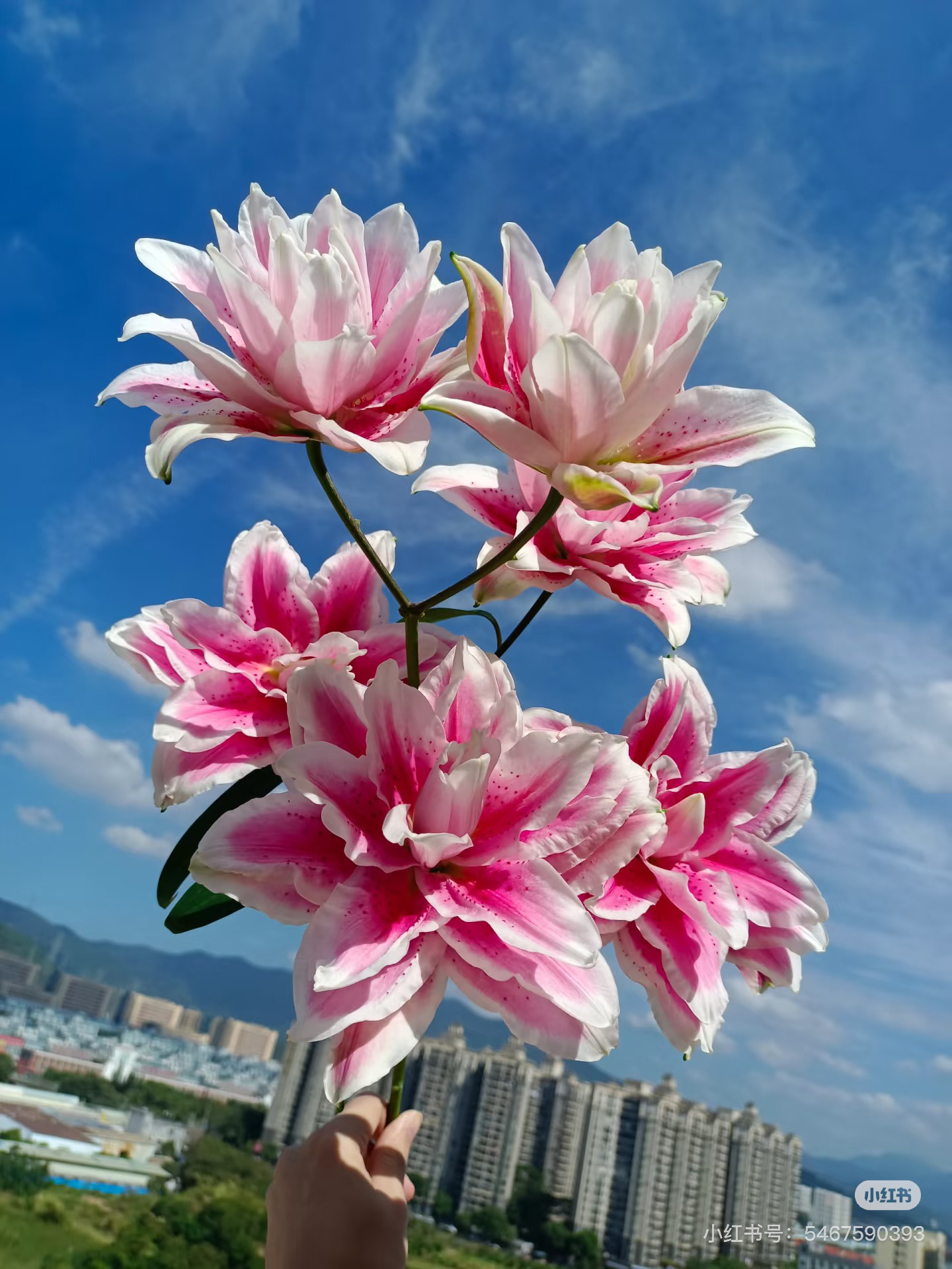 鲜花随机花材盲盒4-5个花【顺丰空运包邮