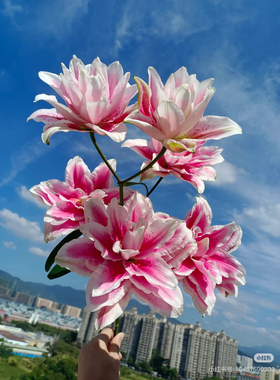 随机花材盲盒4-6种花材花【顺丰冷链包邮，偏远地区需要补邮费