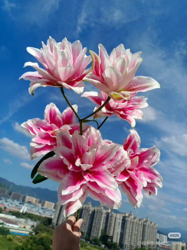 随机花材盲盒4-6种花材花【顺丰冷链包邮，偏远地区需要补邮费