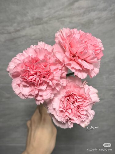 单头康乃馨18-20枝 粉砖 需要拍邮费