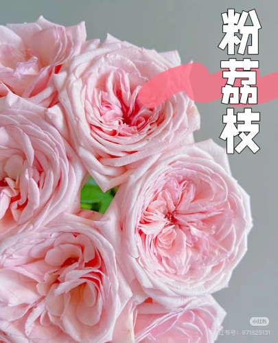 A级粉荔枝玫瑰18-20只 需要拍邮费