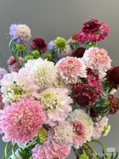 包邮 必拍 不 混搭 需要拍邮费 松虫草一扎