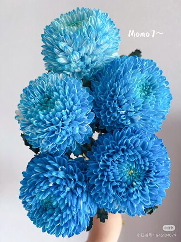 丰岛牡丹菊5支 宝蓝色（会有轻微色差）【不包邮需要拍邮费发货