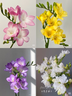 香雪兰 包邮 所以颜色链接 不 需要拍邮费 可选颜色