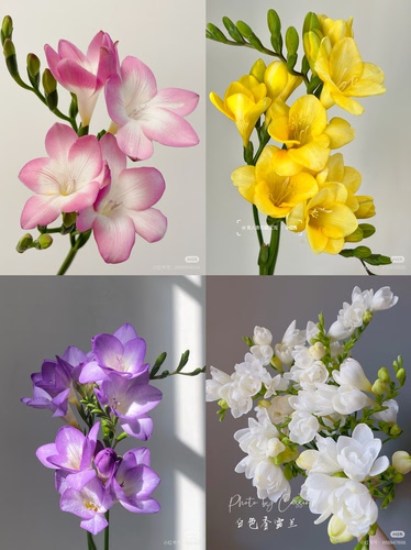 【香雪兰 所以颜色链接，可选颜色】【不包邮需要拍邮费