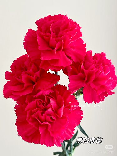 单头康乃馨18-20支 弗洛伊德 【不包邮需要拍邮费