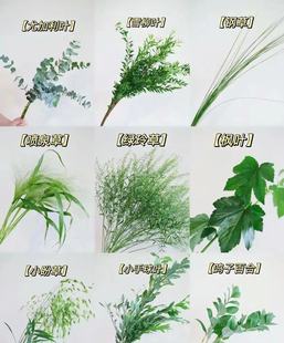 云南昆明鲜花基地直发 需要拍邮费 全品类 草花花材