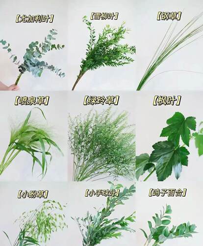 全品类[草花花材] 【不包邮需要拍邮费，云南昆明鲜花基地直发