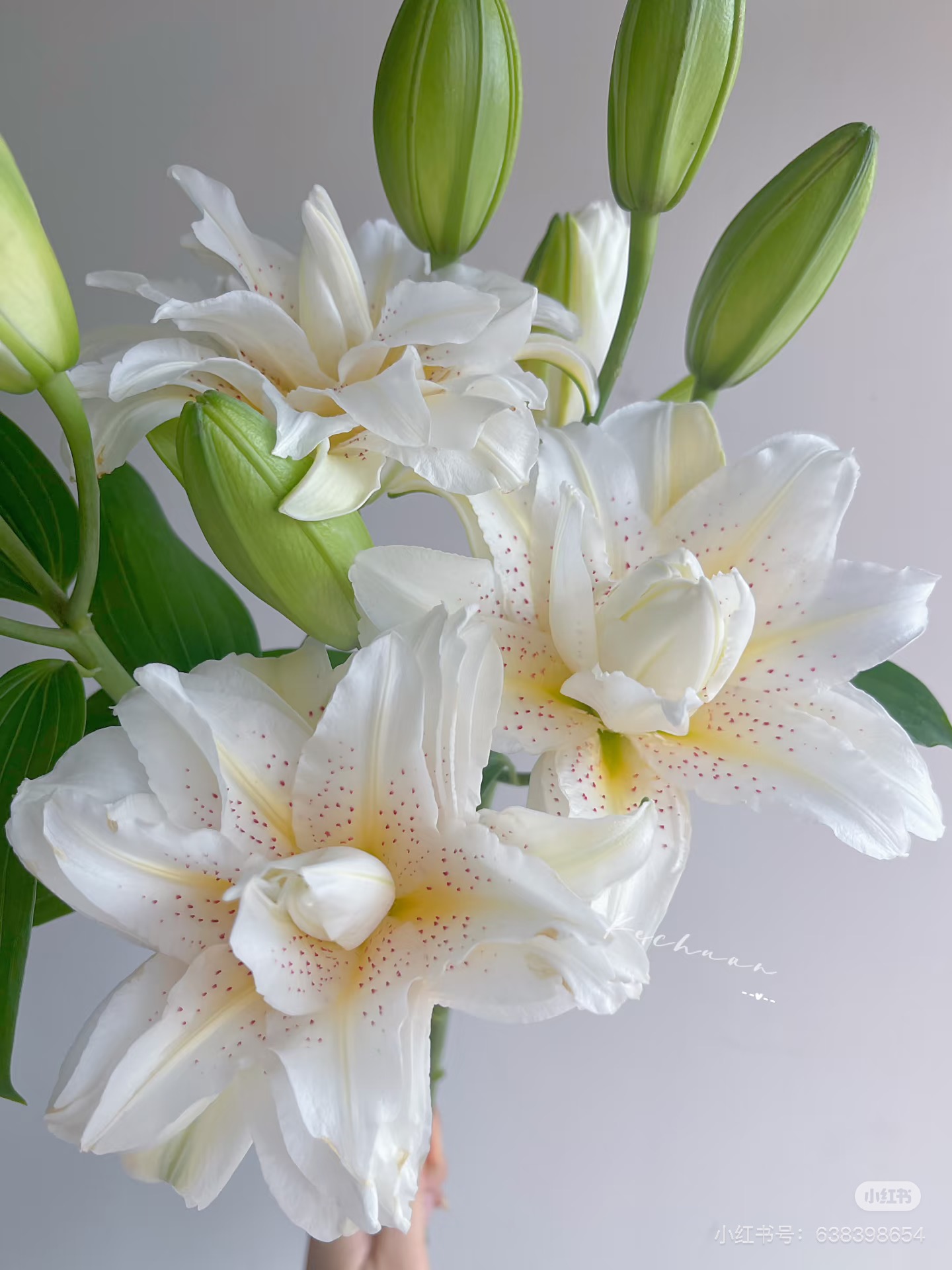 A级3头白拉菲百合5支 重瓣。需要拍邮费