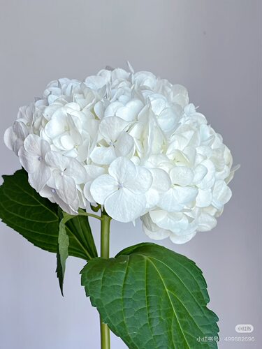 A级绣球1支。白。需要拍邮费