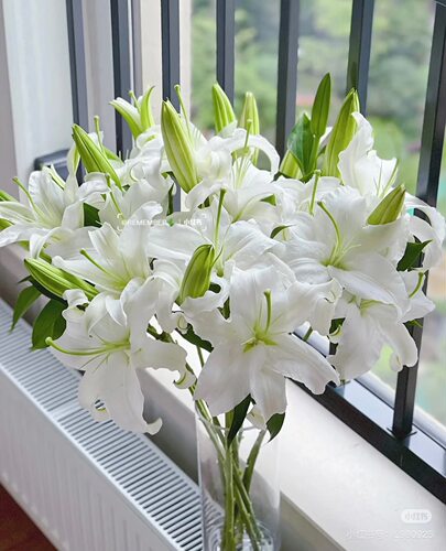 A级多头西伯利亚百合5只 需要拍邮费