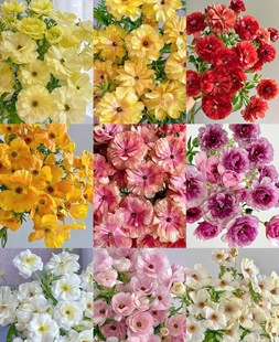 可以选色 所以颜色链接 需要拍邮费 蝴蝶洋牡丹