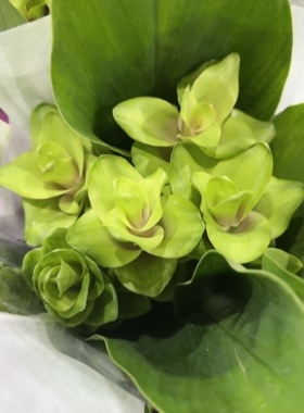 姜荷花5支。绿色。需要拍邮费