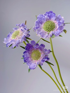 蓝盆花一扎 不 包邮 需要拍邮费 蓝色