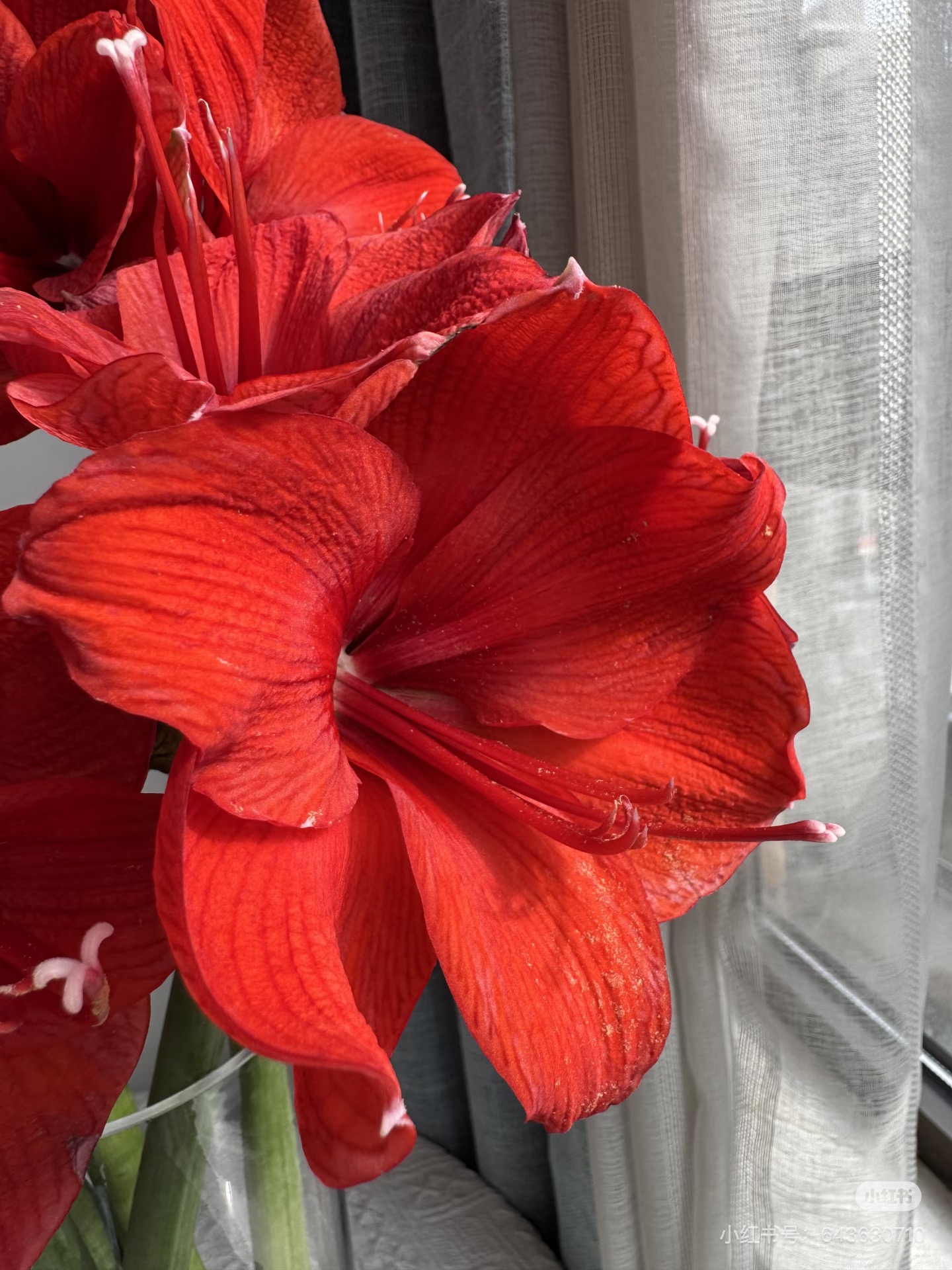 朱顶红3支 红色 需要拍邮费