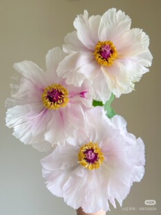 需要拍邮费 包邮 油画牡丹10支 不