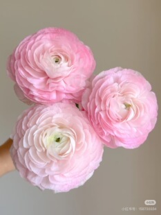 包邮 不 需要拍邮费 樱花粉 洋牡丹5只