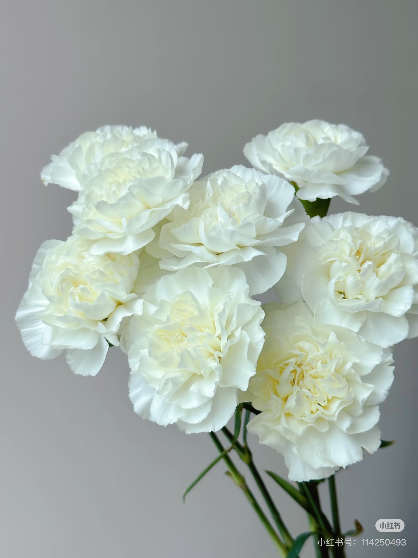 单头康乃馨18-20只。雪影。需要拍邮费