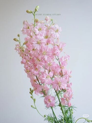 千鸟飞燕一扎 粉 【不包邮需要拍邮费