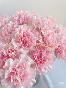 包邮 单头康乃馨18 不 粉佳人 需要拍邮费 20支