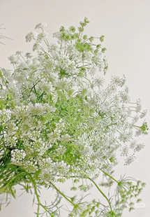 需要拍邮费 包邮 蕾丝一扎 不