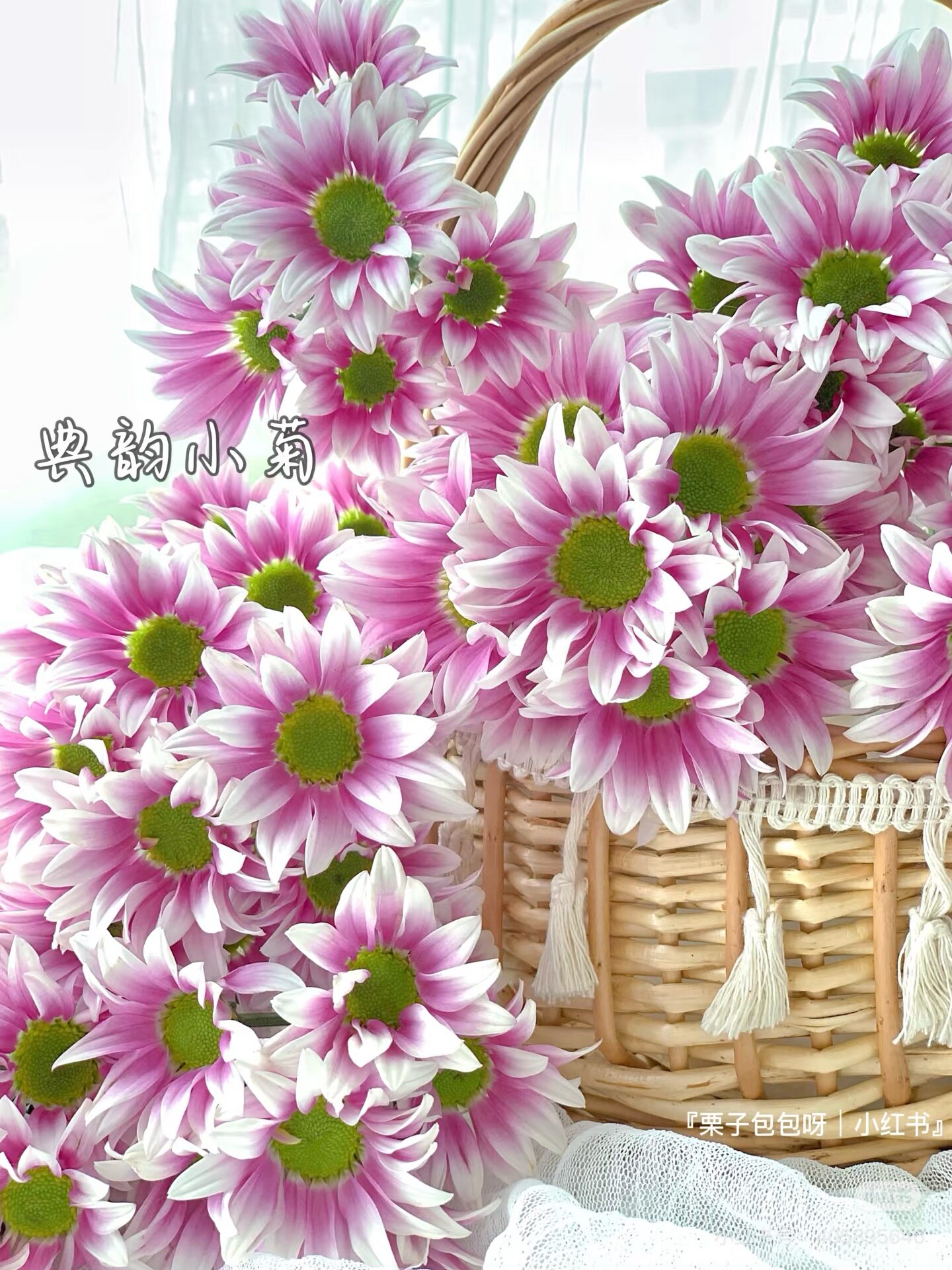 典韵小菊10只 需要拍邮费