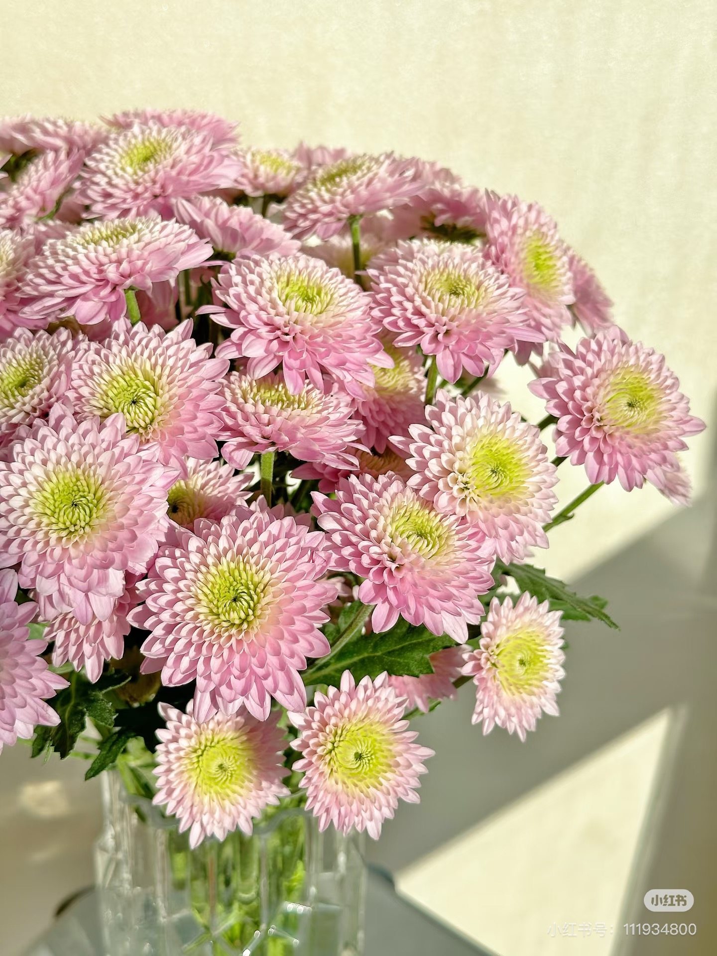 雪梨小菊10支。需要拍邮费