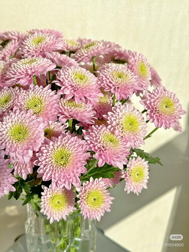 雪梨小菊10支。【不包邮需要拍邮费