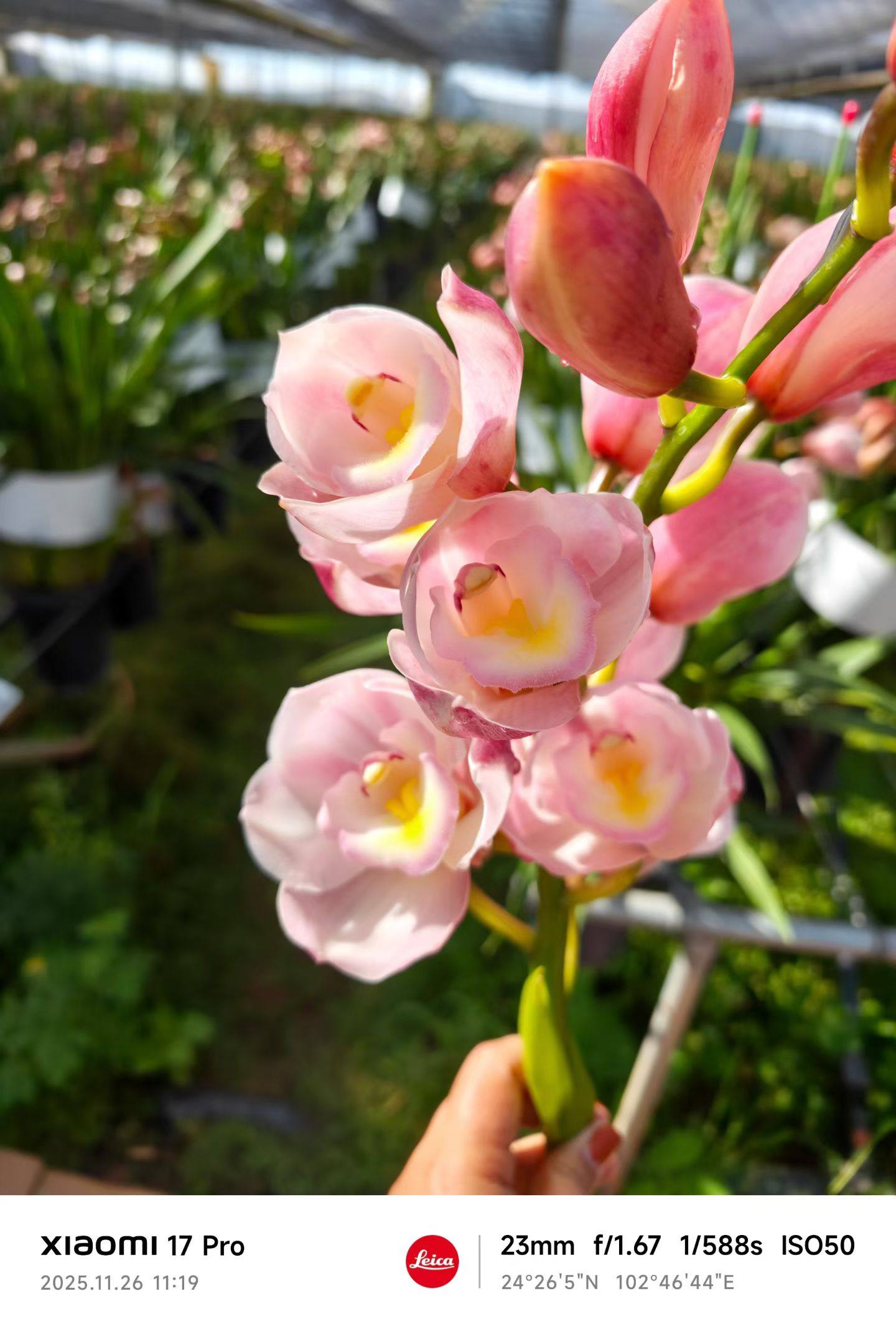 A级大花惠兰1支 粉荷 需要拍邮费