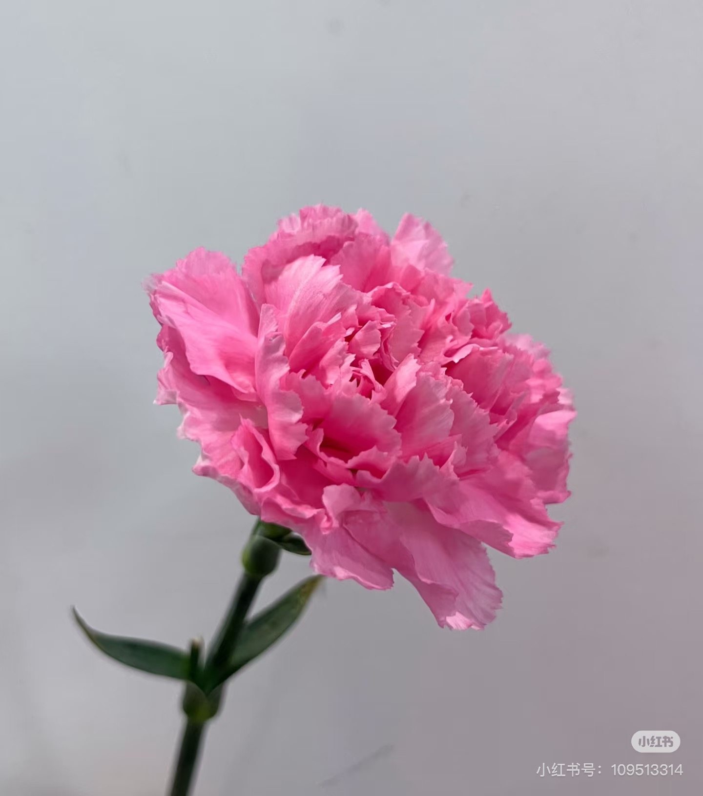 单头康乃馨18-20支 小桃红。需要拍邮费