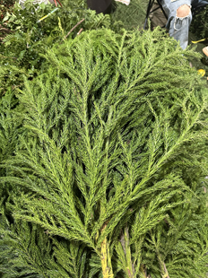 天竺少女一扎。需要拍邮费