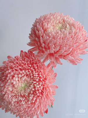 丰岛基地牡丹菊5支 胭脂红。需要拍邮费发货