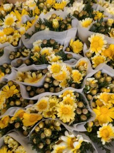 太热地方不要拍 需要拍邮费 黄金菊一扎