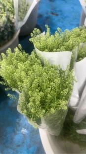 需要拍邮费 包邮 绿林草一扎 不