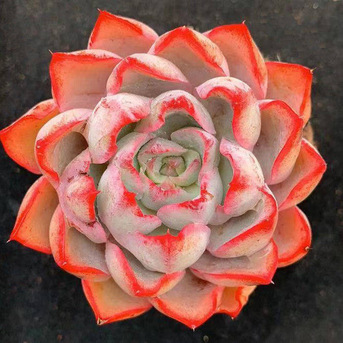 女王赫拉多肉植物晚霞杂肉肉办公桌面窗台室内盆栽绿植花卉