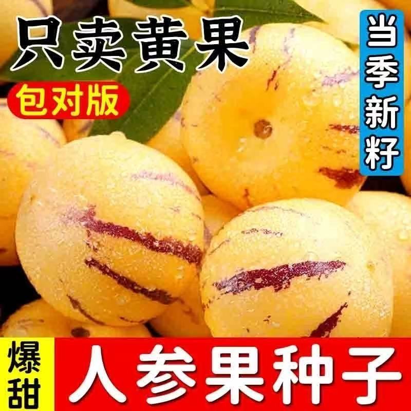 人参果种子四季种高产人生果种子庭院阳台盆栽圆果种子水果种子籽图片