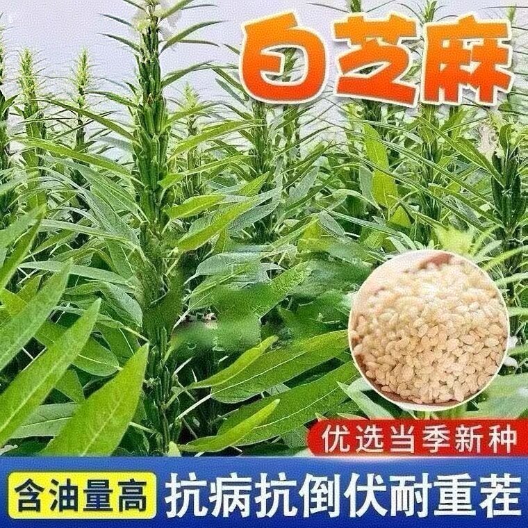 震芝高产999白芝麻种子高产芝麻籽农家老品种白芝麻抗病易种植图片