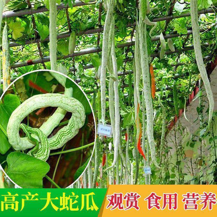 蛇豆种子蛇瓜种子蛇形长豆角夏播家庭园艺种子