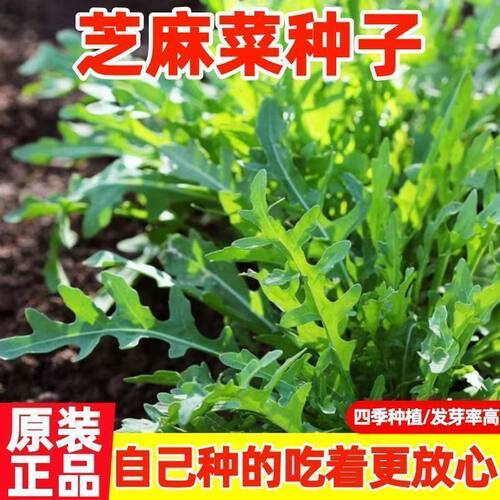 芝麻菜种子大叶臭菜种子东北方臭菜籽儿口口香芝麻菜小青菜种子