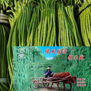 结死结活摘不败豆角种子高产纤维少耐老化蔬菜春秋播种农家豆角籽