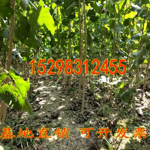 白杨树苗107速生无絮杨树苗河堤道路绿化苗3804占地拆迁植树包邮