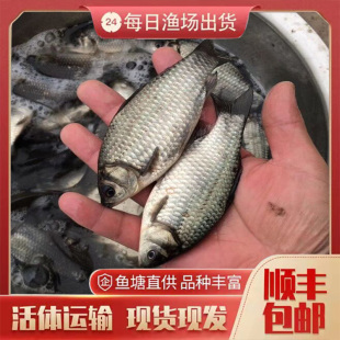 昂刺鱼苗黄颡鱼苗翘嘴白鱼鳊鱼翘嘴淡水三角鳊鱼柳叶鳊鱼顺丰包邮