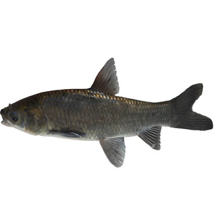 青鱼鱼苗螺蛳青大小苗路亚永川水花夏花淡水正宗养殖重庆发货