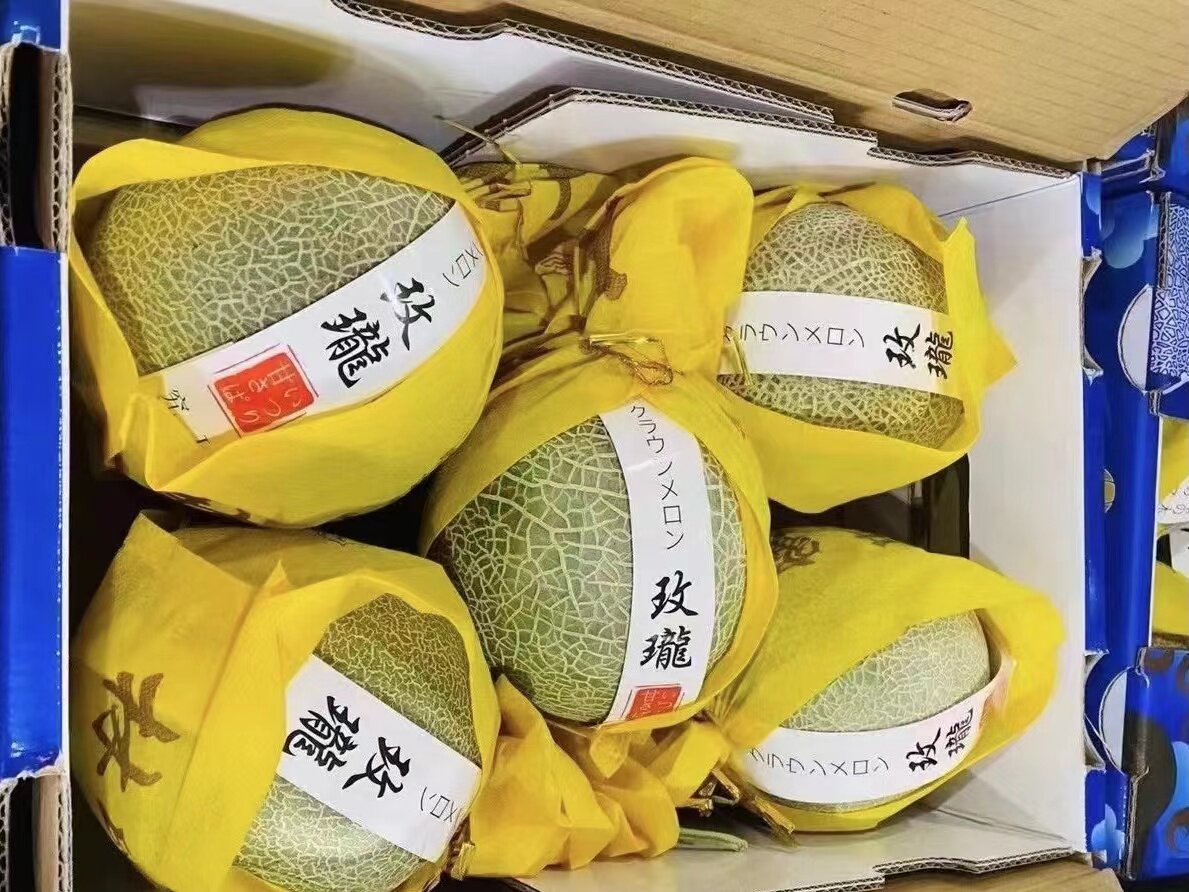 林氏玫珑瓜海南梅陇网纹蜜瓜藤一