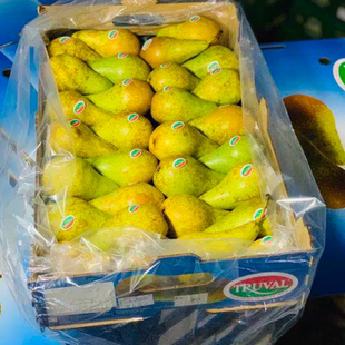都乐啤梨Dole比利时Truval新鲜进口梨皮梨18-26粒大果礼盒装 包邮