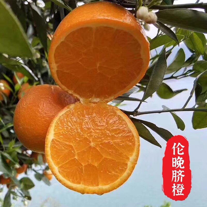 新鲜伦晚橙子 春橙 娣归脐橙 新鲜应季 包邮图片